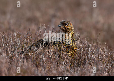 Moorschneehuhn (Lagopus lagopus Spiel Bird) in Yorkshire, England, Großbritannien Stockfoto