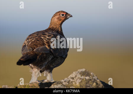Moorschneehuhn (Lagopus lagopus Spiel Bird) in Yorkshire, England, Großbritannien Stockfoto