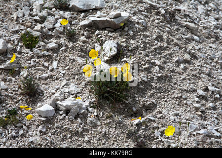 Rhätische Mohn Blumen wachsen auf kalkgeröll in Richtung der Kopf der chedul Tal über Wolkenstein Gröden Dolomiten Italien Stockfoto