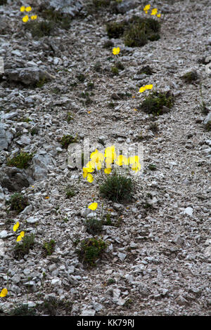 Rhätische Mohn Blumen wachsen auf kalkgeröll in Richtung der Kopf der chedul Tal über Wolkenstein Gröden Dolomiten Italien Stockfoto