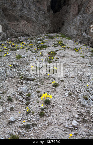 Rhätische Mohn Blumen wachsen auf kalkgeröll in Richtung der Kopf der chedul Tal über Wolkenstein Gröden Dolomiten Italien Stockfoto