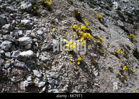 Rhätische Mohn Blumen wachsen auf kalkgeröll in Richtung der Kopf der chedul Tal über Wolkenstein Gröden Dolomiten Italien Stockfoto