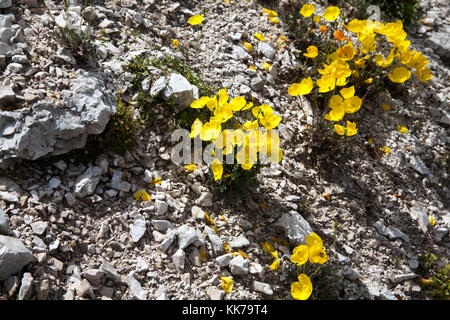 Rhätische Mohn Blumen wachsen auf kalkgeröll in Richtung der Kopf der Chedul Tal über Wolkenstein Gröden Dolomiten Italien Stockfoto