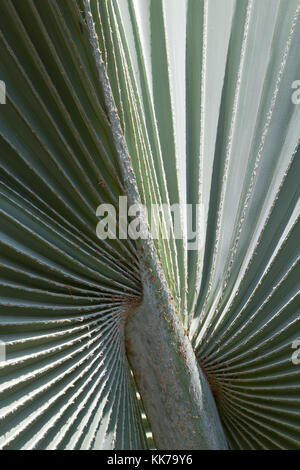 Fächerförmigen Blatt des Bismarkcia nobilis Palm. In den tropischen Gärten der Mawamba Lodge, Nationalpark Tortuguero, Costa Rica gesehen. Stockfoto