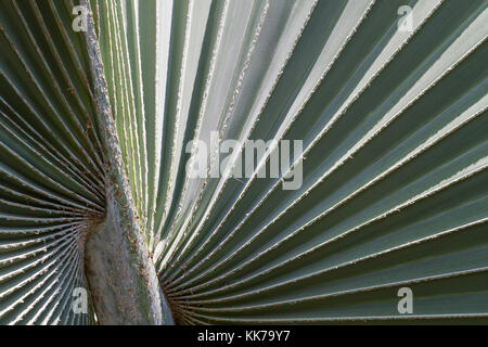 Fächerförmigen Blatt des Bismarkcia nobilis Palm. In tropischen Gärten der Mawamba Lodge, Nationalpark Tortuguero, Costa Rica gesehen. Stockfoto