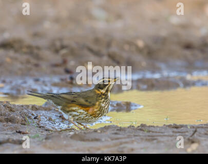 Eine Rotdrossel (Turdus Iliacus) kommt in einer Pfütze am Straßenrand in Kämpfe zwischen der Fütterung auf Beeren zu trinken. Stockfoto