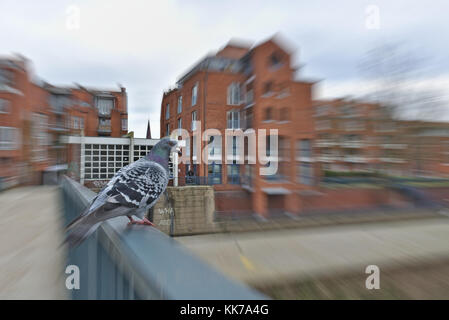 Taube auf einem Handlauf mit großen roten Backsteingebäuden im Hintergrund (radiale Bewegungsunschärfe) Stockfoto