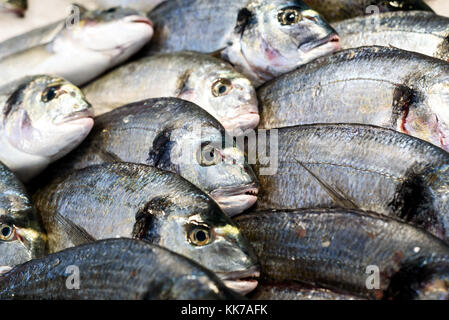Reihen von Frische Dorade auf Anzeige an einen Landwirt Fischhändler, Essex, England Abschaltdruck Stockfoto