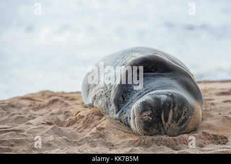 Hawaiian monk seal Schlafen am Strand in Hawaii, mit dem Meer im Hintergrund Stockfoto