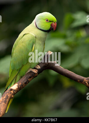Indian Ringneck Parrot thront auf einem Zweig Stockfoto