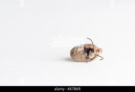 Ein Maurer Biene ab Es ist Cocoon, auf einem weißen Hintergrund entstehen Stockfoto