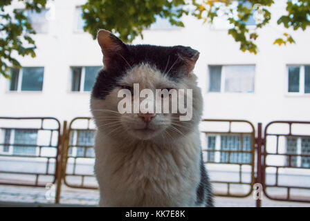 Ein durty armen Obdachlosen verletzt Kranken vernachlässigt Straße aufgegeben streunenden schwarzen und weißen Katze mit nur einem Ohr und Narben auf dem Kopf sitzen auf der Straße wit Stockfoto