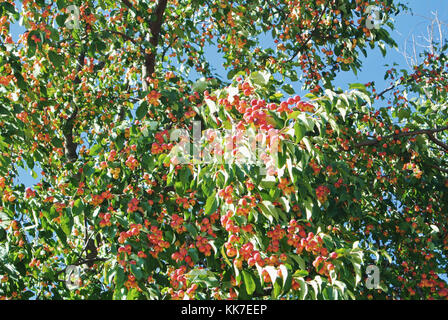Viele kleine dekorative Rot Gelb reife Äpfel auf dem Ast im Garten an einem sonnigen Tag. Stockfoto