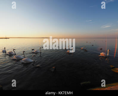 Plattensee in der Nähe von Siofok, Ungarn Stockfoto