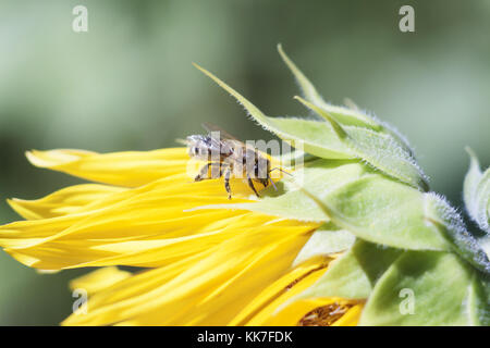 Biene sammelt Nektar von einer Sonnenblume Blume auf Orange unscharfen Hintergrund, Banner für Website. verschwommen Platz für Ihren Text Stockfoto