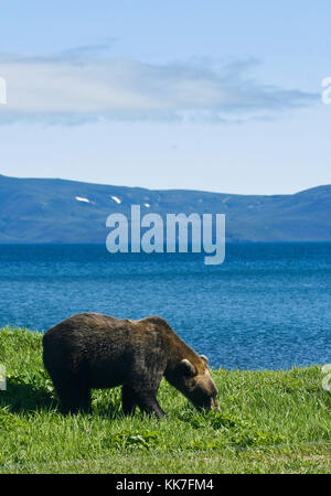Braunbär (Ursus arctos). kurile See. kamtschatka. Sibirien. Russland. Stockfoto