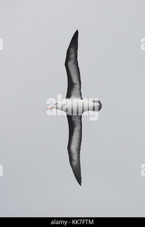 Schwarz der tiefsten Albatross in der südlichen chilenischen Fjorde Stockfoto