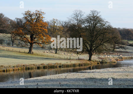 Sherborne Naturschutzgebiet, Gloucestershire Stockfoto