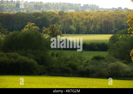 Sherborne Naturschutzgebiet, Gloucestershire Stockfoto