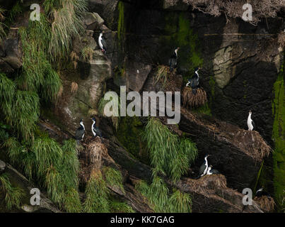 Imperial Kormorane (Leucocarbo atriceps) Verschachtelung auf einer abgelegenen Insel in der südlichen chilenischen Fjorde Stockfoto