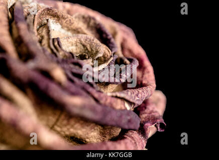 Verblasst und verwelkte Blüte einer Rose, Symbol für Trauer, Angst und Vergänglichkeit, schneiden Sie vor einem schwarzen Hintergrund. Stockfoto