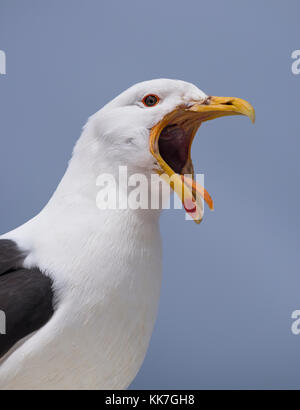 Kelp Möwe (Larus dominicanus) von Punta Arenas, Chile Stockfoto