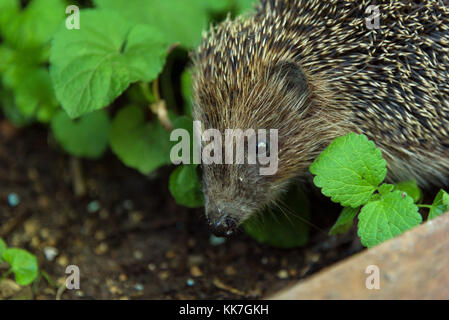 Hedgehog closeup im Gras Stockfoto