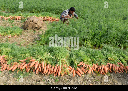 Manikganj, Bangladesch - Januar 24, 2017: bangladeschischen Bauern ernten Karotte vom Feld am shinrail, manikganj, ländlichen Bangladesch Bangladesch. peo Stockfoto