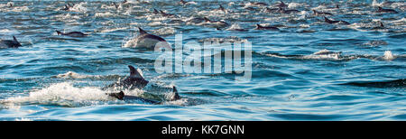 Delphine, Schwimmen im Meer und auf der Jagd nach Fischen. Delphinen schwimmen und springen aus dem Wasser. Der lange-beaked Common dolphin (Wissenschaftlicher Name: delph Stockfoto