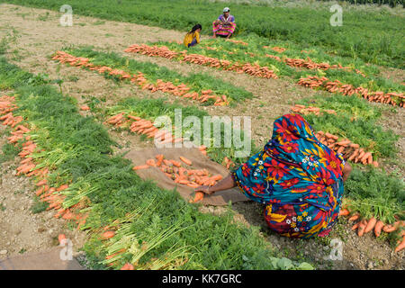 Manikganj, Bangladesch - Januar 24, 2017: bangladeschischen Bauern ernten Karotte vom Feld am shinrail, manikganj, ländlichen Bangladesch Bangladesch. peo Stockfoto