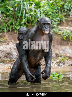 Bonobo Cub auf dem Rücken der Mutter im Wasser. Natürlicher Lebensraum. Der Bonobo (Pan paniscus), die sog. pygmy Schimpansen. Democrati Stockfoto