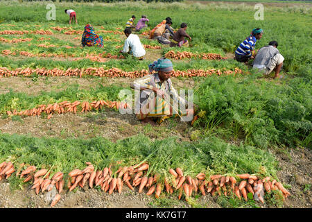 Manikganj, Bangladesch - Januar 24, 2017: bangladeschischen Bauern ernten Karotte vom Feld am shinrail, manikganj, ländlichen Bangladesch Bangladesch. peo Stockfoto