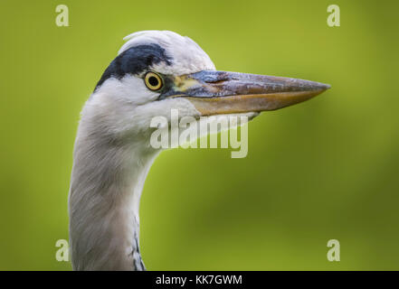 Closeup Leiter ein Graureiher (Ardea cinerea) in West Sussex, England, UK. Stockfoto