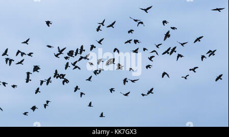 Herde von Rabenkrähen gegen den blauen Himmel in West Sussex, England, UK fliegen. Stockfoto