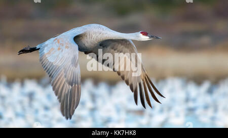 Sandhill Crane, (Grus canadensis), Fliegende. baskische Del Apache National Wildlife Refuge, New Mexico, USA. Stockfoto