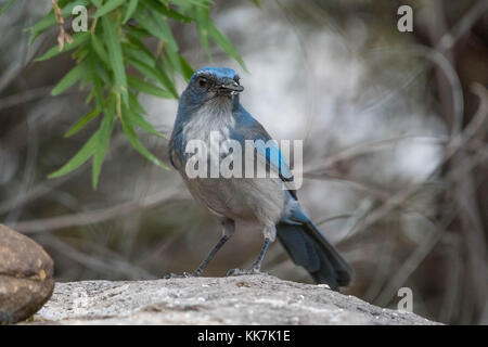 Der woodhouse scrub-Jay, (aphelocoma woodhouseii), Bosque Del Apache National Wildlife Refuge, New Mexico, USA. Stockfoto