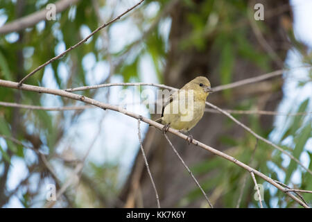 Weniger Stieglitz, (spinus psaltria), Bosque Del Apache National Wildlife Refuge, New Mexico, USA. Stockfoto