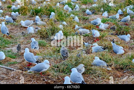 Red-billed gull Küken, in der Nähe von Dunedin, Südinsel, Neuseeland Stockfoto