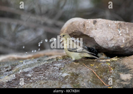 Weniger Stieglitz, (spinus psaltria), Bosque Del Apache National Wildlife Refuge, New Mexico, USA. Stockfoto