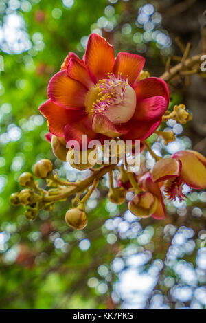 Sal Blumen mit bokeh Hintergrund Stockfoto