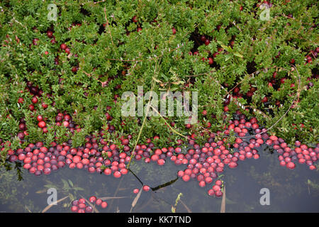 Vilas cranberry Farm in Manitowish Gewässer, Wisconsin Stockfoto