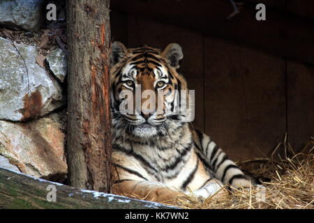 Sibirische Tiger beobachten Umgebung von seinem Tierheim. Stockfoto