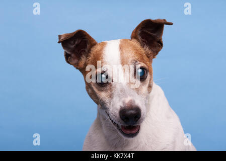 Leiter der Jack Russel Terrier mit offenen Mund auf blauem Hintergrund in der Kamera auf der Suche Stockfoto