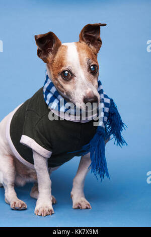 Süße Jack Russell Terrier Dog Portrait auf blauem Hintergrund isoliert Stockfoto