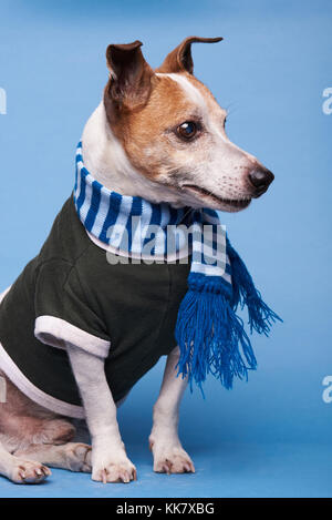 Jack Russel Hund sitzen im Winter Kleidung auf blauem Hintergrund im Studio Stockfoto