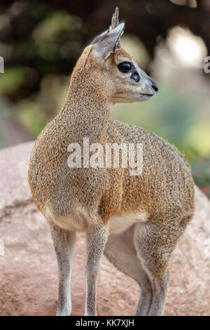 Voller Körper Porträt einer klippspringer (oreotragus oreotragus), San Diego Zoo, San Diego, Kalifornien, USA. Stockfoto