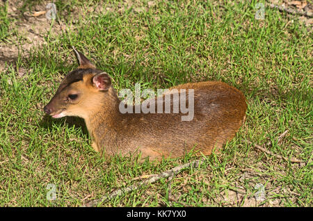 Rotwild, muntjac muntiacus reevesi, Captive, Alien Stockfoto