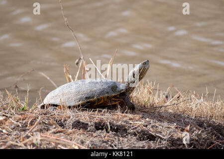 Big Bend, Schieberegler (trachemys gaigeae gaigeae), Bosque Del Apache National Wildlife Refuge, New Mexico, USA. Stockfoto