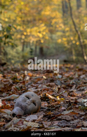 Eine gruselige Puppe Kopf liegt an der Seite eines Woods road bei Sonnenaufgang verlassen. Stockfoto