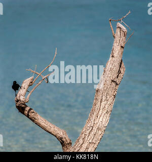 Ein carib grackle (quiscalus lugubris Lugubris) auf einem Holz in Martinique Strand Stockfoto